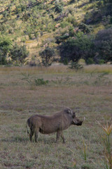Fototapeta na wymiar male warthog