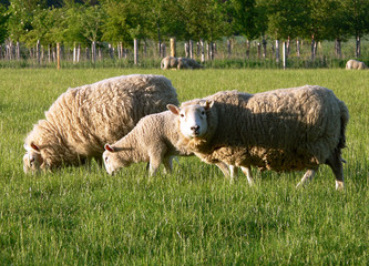 sheep grazing 3