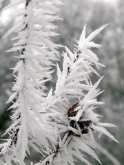 gros plan givre