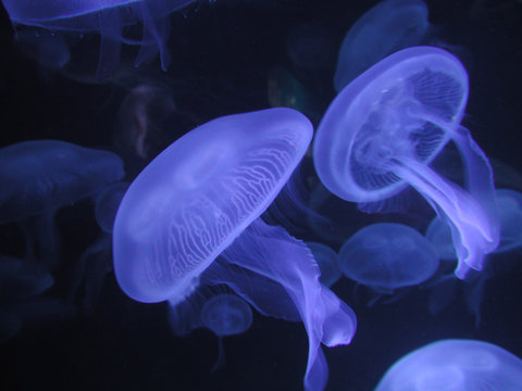 Neon Blue Jellyfish Against Black Background