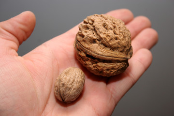 walnuts