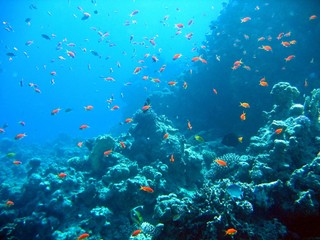 life under water