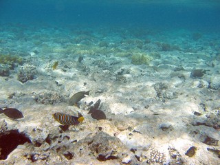 life under water