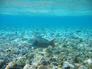 Fototapeta na wymiar ¯ycie pod wodą