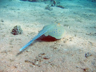 porcupine ray