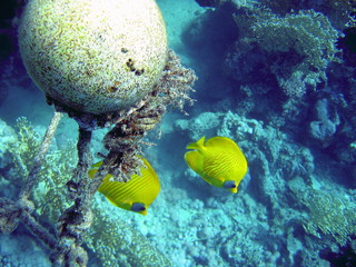 butterflyfish
