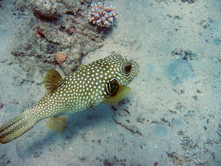 porcupinefish