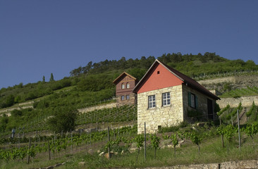 Fototapeta na wymiar winnic w frey Burg Unstruttal