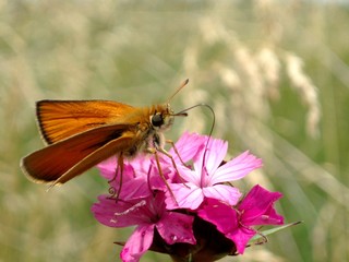 butterfly