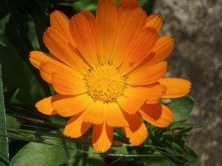 calendula