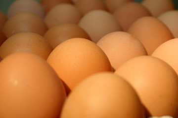 eggs