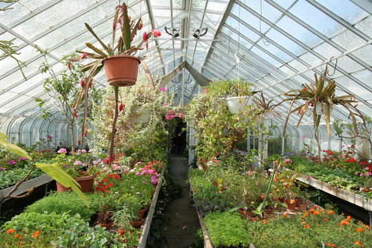 greenhouse for flowers and herbs