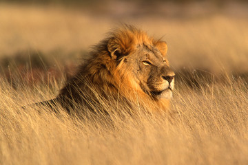 großer männlicher Löwe © EcoView