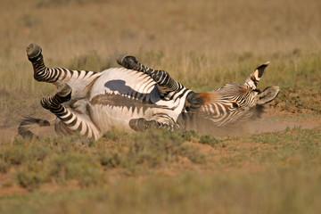 Plakat Zebra górska