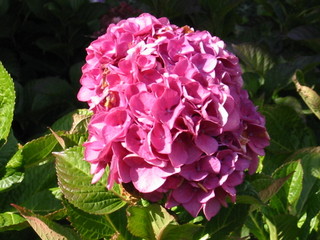 hortensia