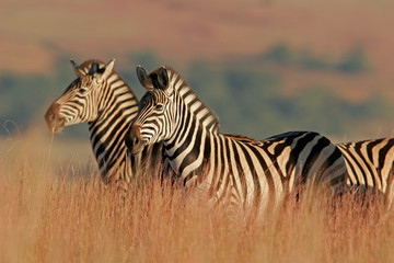 plains zebras - obrazy, fototapety, plakaty
