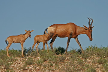 red hartebeest