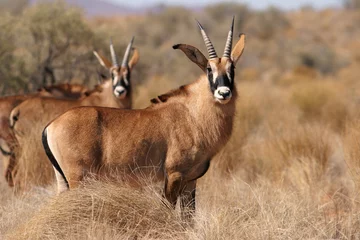 Fotobehang roan antelopes © EcoView