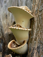 mushrooms on the tree