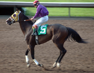 race horse & jockey