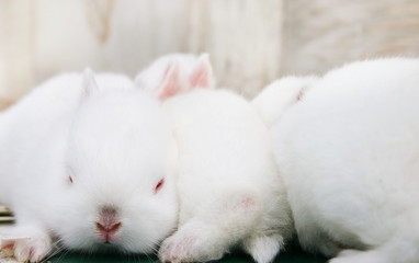 minature rabbits