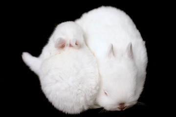 Fototapeta na wymiar miniaturowy królik