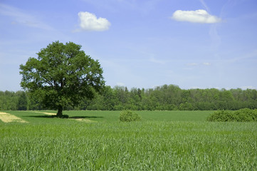 summer landscape with tree