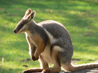 yellow footed rock wallaby