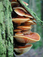 orange mushroom living under tree bark