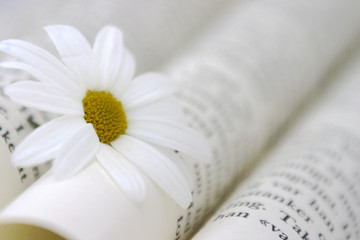 book and daisy