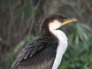 cormorant