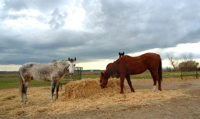 Fototapeta na wymiar two horses eating in field
