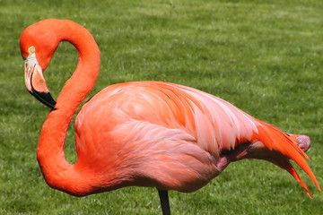 flamingo portrait