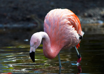 flamingo
