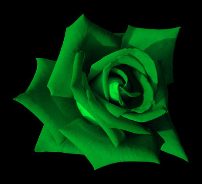 Green Rose