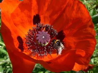klatschmohn & hummel