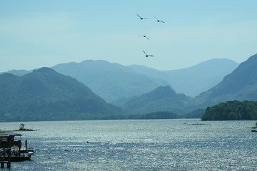 Fototapeta premium birds over derwent
