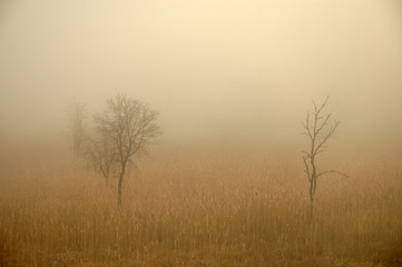 arbres sortant du brouillard