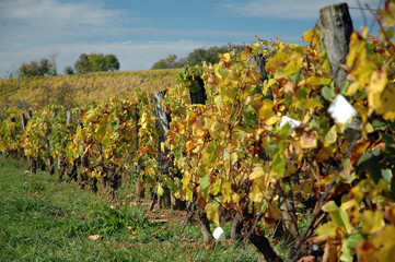 vignes du jura