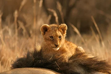 Zelfklevend Fotobehang Leeuwen welp © EcoView