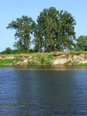 trees on the bank of the river