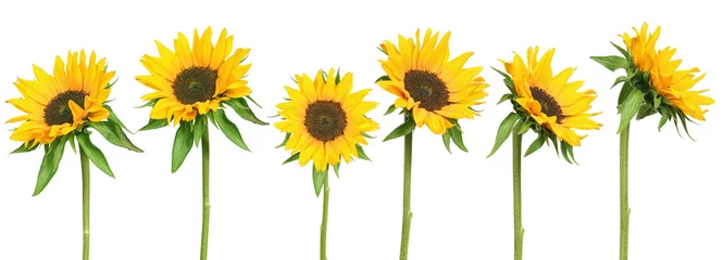 Tuinposter zonnebloemen © Emilia Stasiak