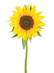 Zelfklevend Fotobehang sunflower © Emilia Stasiak