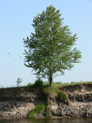 tree on the bank of river