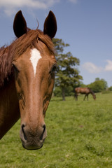 chestnut horse 1