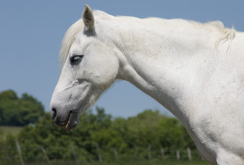 white horse 3