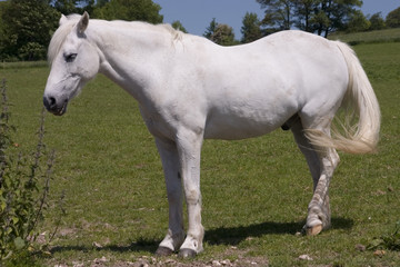 white horse 2