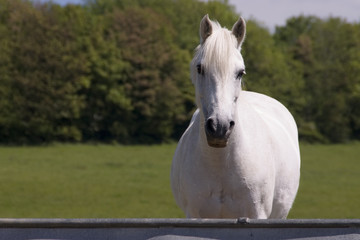 white horse 1