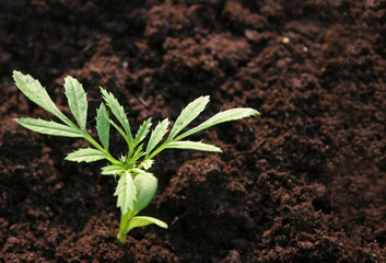 small plant
