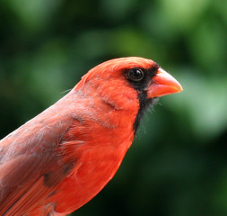 portrait of a cardinal